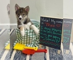 Small #2 Pomsky-Shiba Inu Mix