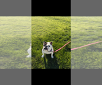 Small #1 Bulldog Mix