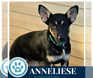 Anneliese (Prost Pups) 100326 - Female German Shepherd Dog-Unknown Mix Dog for Adoption - Photo #4