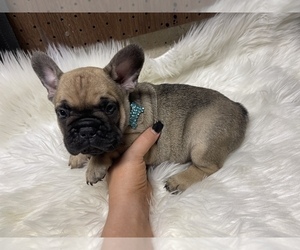 French Bulldog Puppy for sale in PUYALLUP, WA, USA