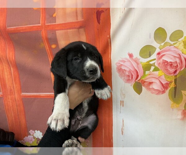 Medium Photo #1 Bernese Mountain Dog-Unknown Mix Puppy For Sale in San Bernardino, CA, USA