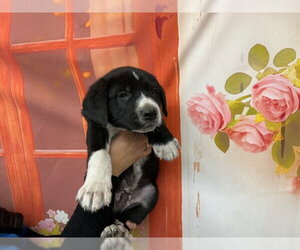 Bernese Mountain Dog-Unknown Mix Dogs for adoption in San Bernardino, CA, USA