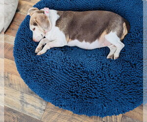 Rosette - Female Beagle-Unknown Mix Dog for Adoption - Photo #2