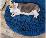 Small Photo #2 Beagle-Unknown Mix Puppy For Sale in Princeton, MN, USA
