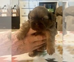 Small #1 Shih Tzu