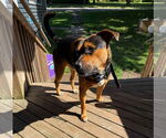 Small #1 Mutt