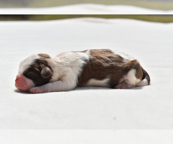 Medium Photo #3 Shih Tzu Puppy For Sale in PALM COAST, FL, USA