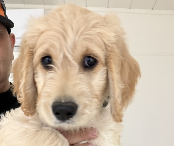 Medium Photo #5 Goldendoodle Puppy For Sale in RESEDA, CA, USA