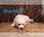 Small #1 Maremma Sheepdog