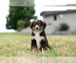 Small Photo #7 Miniature Australian Shepherd Puppy For Sale in WARSAW, IN, USA