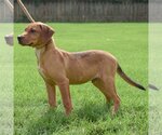 Small Photo #4 German Pinscher-Labrador Retriever Mix Puppy For Sale in Huntley, IL, USA
