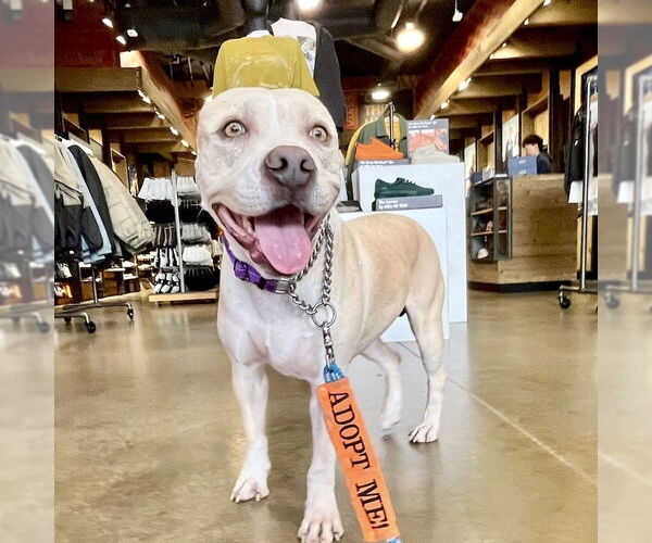 Medium Photo #7 American Staffordshire Terrier-Unknown Mix Puppy For Sale in San Juan Capistrano, CA, USA