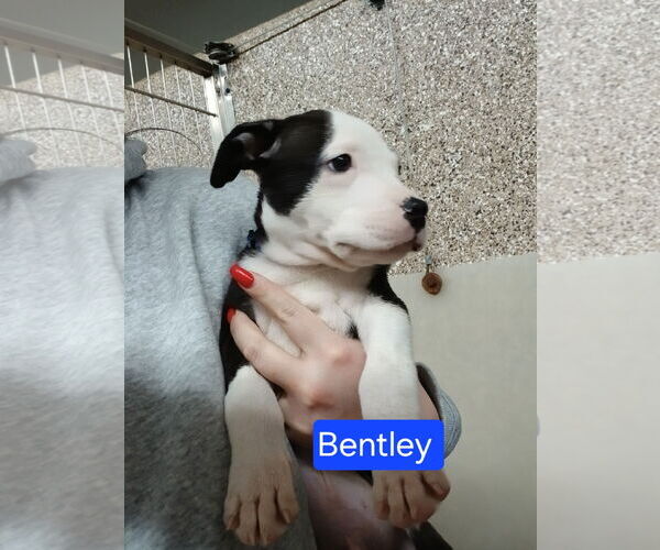 Medium Photo #1 Mutt Puppy For Sale in Martinsburg, WV, USA