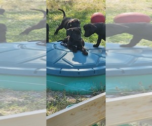 Boxador-German Shepherd Dog Mix Puppy for Sale in ROSEBORO, North Carolina USA