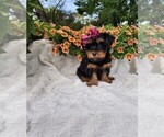 Small #4 Yorkshire Terrier