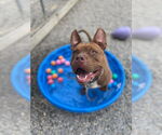 Small #24 American Staffordshire Terrier Mix