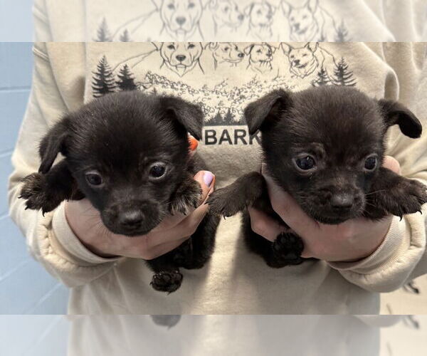 Medium Photo #1 Mutt Puppy For Sale in Evansville, IN, USA