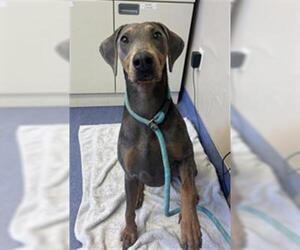 Medium Doberman Pinscher Mix
