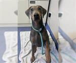 Small Doberman Pinscher Mix