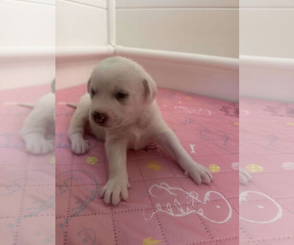 Medium Photo #16 Great Pyrenees-Unknown Mix Puppy For Sale in Houston, TX, USA
