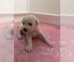 Small #15 Great Pyrenees Mix