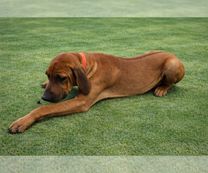 Medium Rhodesian Ridgeback