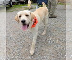 Small #2 Anatolian Shepherd-Great Pyrenees Mix