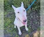 Small Bull Terrier