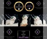 Small Photo #123 Maltese Puppy For Sale in WARSAW, IN, USA