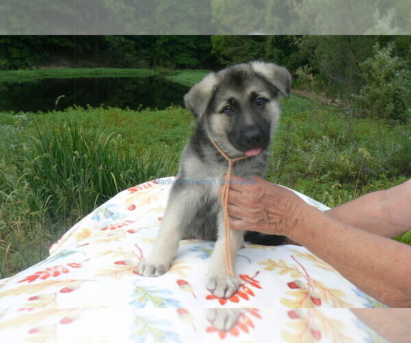 Medium Photo #8 German Shepherd Dog Puppy For Sale in PIEDMONT, MO, USA