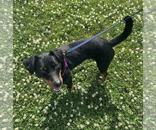 Medium Photo #4 Mutt Puppy For Sale in Fargo, ND, USA