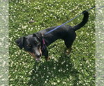 Small #3 Mutt