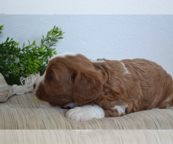 Medium Photo #8 Cavapoo (Toy) Puppy For Sale in GREENWOOD, WI, USA