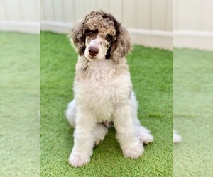 Poodle (Standard) Puppy for sale in HENDERSON, NV, USA