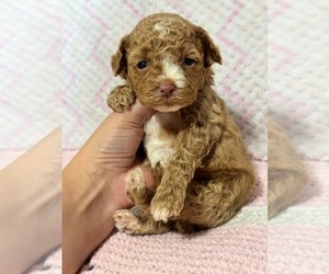 Poodle (Toy) Puppy for sale in CAMPBELLSVILLE, KY, USA