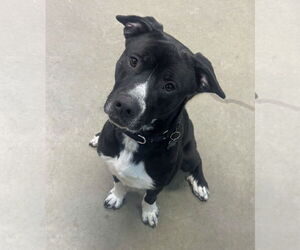 Mutt Dogs for adoption in Rockaway, NJ, USA