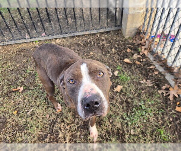 Medium Photo #1 Mutt Puppy For Sale in Riverside, CA, USA