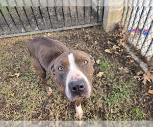 Mutt Dogs for adoption in Riverside, CA, USA