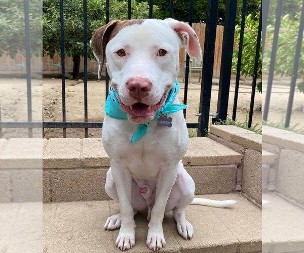 Medium Photo #6 American Pit Bull Terrier-Unknown Mix Puppy For Sale in Redlands, CA, USA