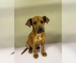 Small #1 Mutt