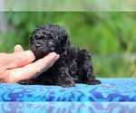 Small #1 Poodle (Toy)