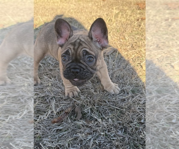 Medium Photo #4 French Bulldog Puppy For Sale in BOYD, TX, USA