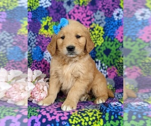 Golden Retriever Puppy for sale in OXFORD, PA, USA