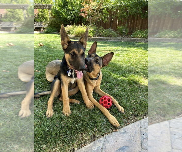 Medium Photo #2 German Shepherd Dog Puppy For Sale in West Sacramento, CA, USA