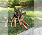 Small #1 German Shepherd Dog