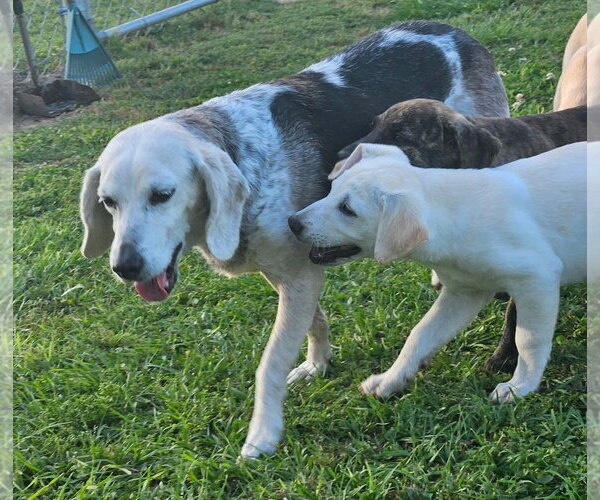 Medium Photo #4 Beagle Puppy For Sale in Dunnellon, FL, USA