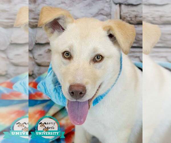 Medium Photo #1 Siberian Husky-Unknown Mix Puppy For Sale in Kennesaw, GA, USA