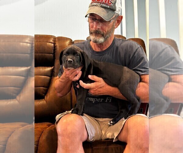 Medium Photo #41 Cane Corso Puppy For Sale in REEVESVILLE, SC, USA
