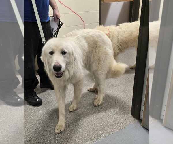 Medium Photo #2 Great Pyrenees Puppy For Sale in Croydon, NH, USA