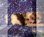 Small #11 Yorkshire Terrier